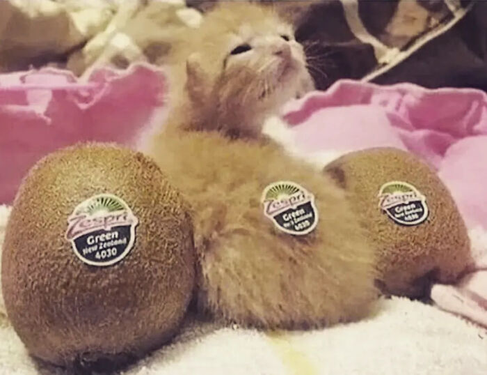 This Instagram Page Shares Random Cat Photos That Will Convince You To Get One (51 Pics)