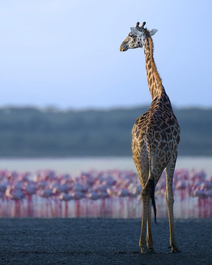 Stunning Wildlife Photography By Alexandra That Brings Us Closer To Nature (40 Pics)-Interview