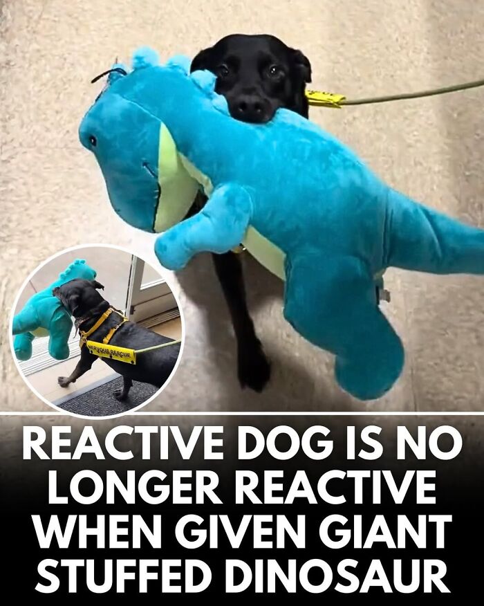 This Instagram Page Shares Incredible Dog Stories That Prove Dogs Truly Make The World A Better Place (50 Pics)