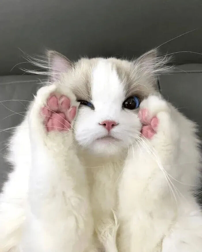 This Instagram Page Shares Random Cat Photos That Will Convince You To Get One (51 Pics)