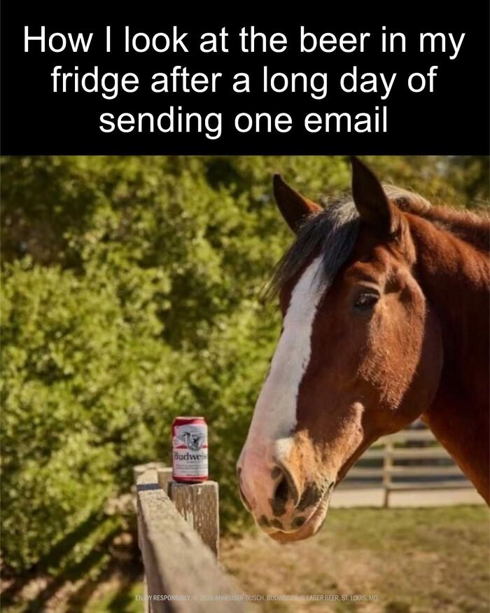 50 Animal Memes So Perfectly Timed They Feel Scripted (But They’re Not)