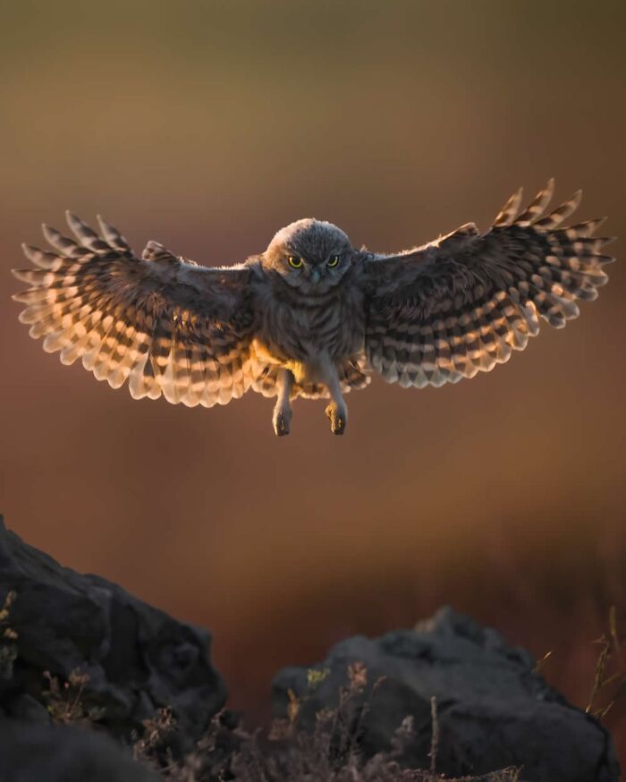 Stunning Wildlife Photography By Alexandra That Brings Us Closer To Nature (40 Pics)-Interview