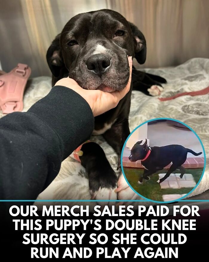 This Instagram Page Shares Incredible Dog Stories That Prove Dogs Truly Make The World A Better Place (50 Pics)