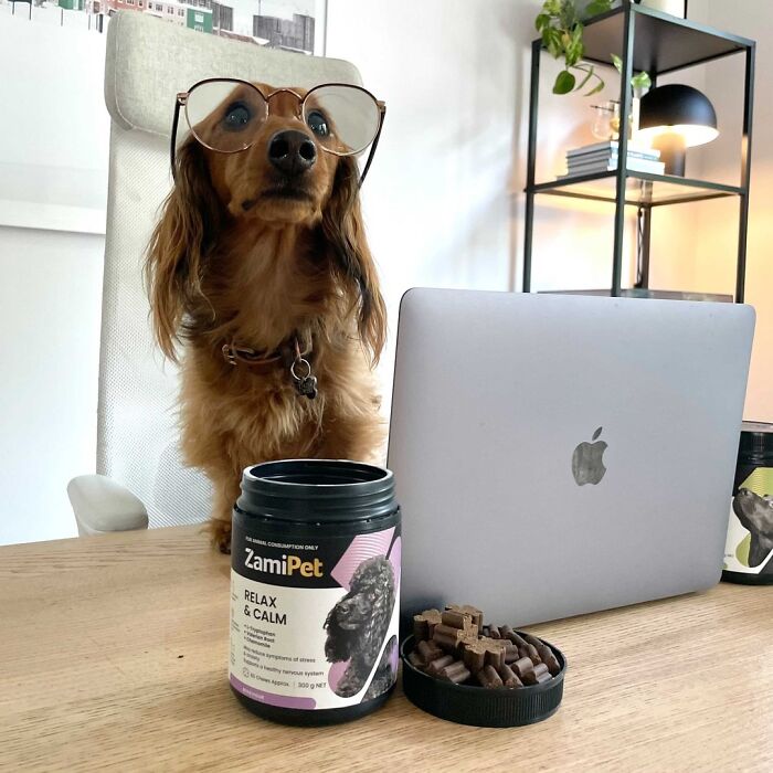 Dogs Working From Home Are Way More Productive (And Way Cuter) Than Us, And These Photos Prove It (51 Pics)