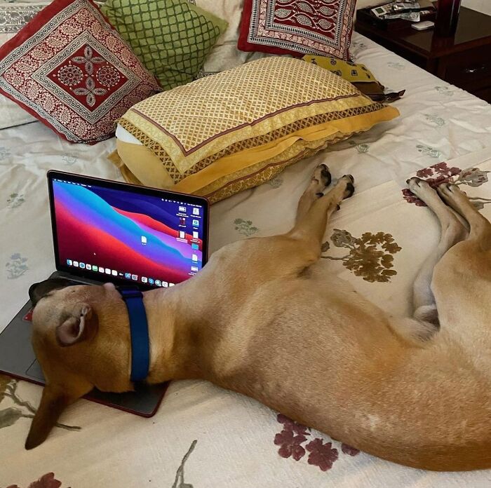 Dogs Working From Home Are Way More Productive (And Way Cuter) Than Us, And These Photos Prove It (51 Pics)
