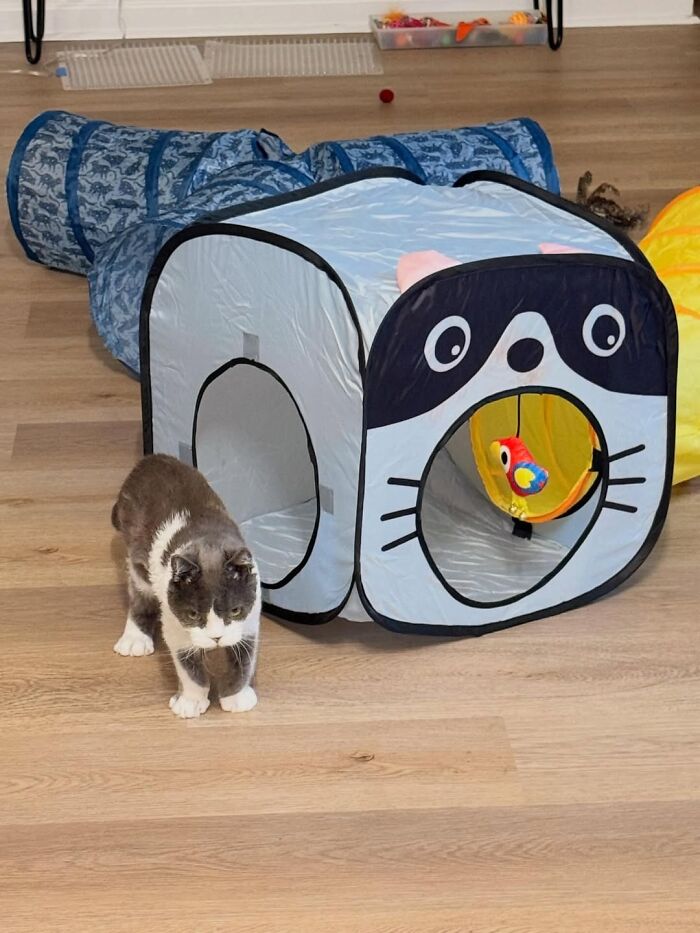 This Tiny Cat Living With A Rare Genetic Condition Was Rescued And Found His Loving Family