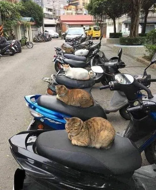 This Instagram Page Shares Random Cat Photos That Will Convince You To Get One (51 Pics)