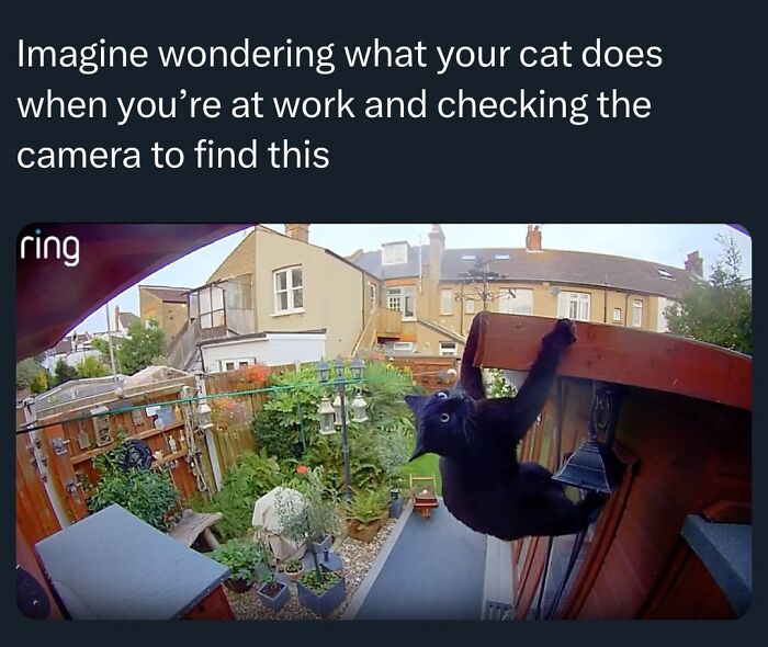 50 Animal Memes So Perfectly Timed They Feel Scripted (But They’re Not)