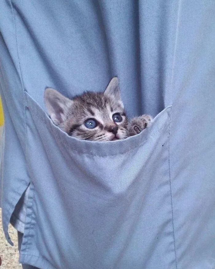 This Instagram Page Shares Random Cat Photos That Will Convince You To Get One (51 Pics)