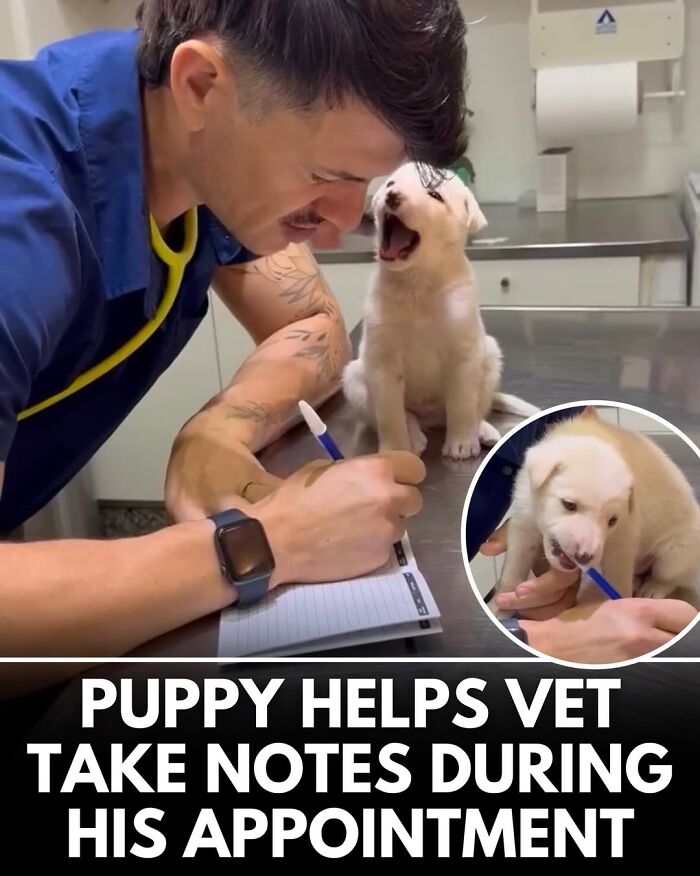 This Instagram Page Shares Incredible Dog Stories That Prove Dogs Truly Make The World A Better Place (50 Pics)