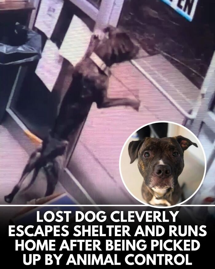 This Instagram Page Shares Incredible Dog Stories That Prove Dogs Truly Make The World A Better Place (50 Pics)