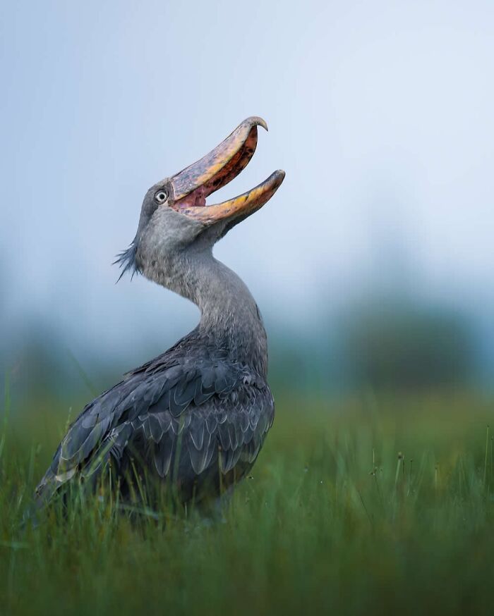 Stunning Wildlife Photography By Alexandra That Brings Us Closer To Nature (40 Pics)-Interview