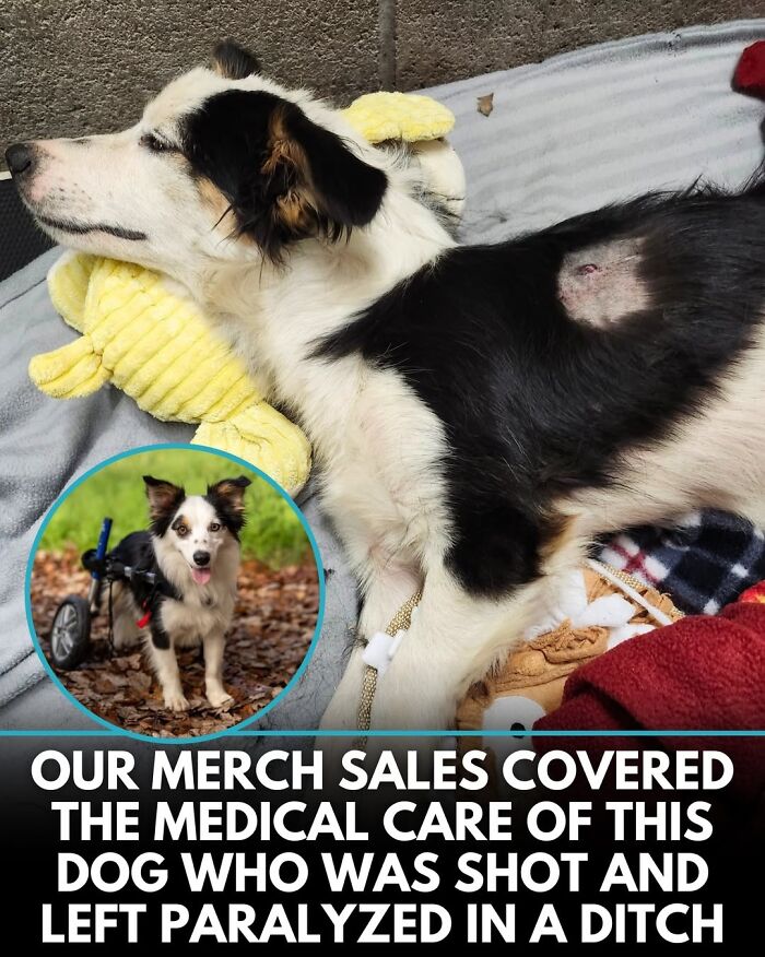 This Instagram Page Shares Incredible Dog Stories That Prove Dogs Truly Make The World A Better Place (50 Pics)