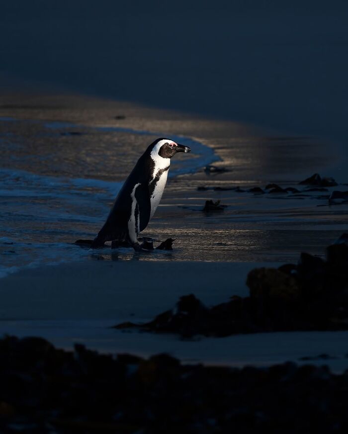 Stunning Wildlife Photography By Alexandra That Brings Us Closer To Nature (40 Pics)-Interview