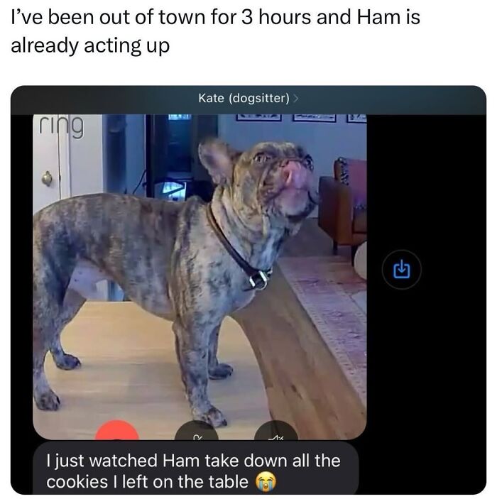 50 Animal Memes So Perfectly Timed They Feel Scripted (But They’re Not)