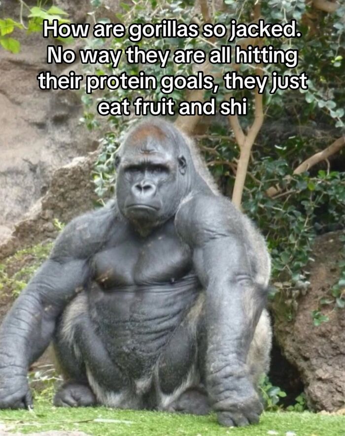 50 Animal Memes So Perfectly Timed They Feel Scripted (But They’re Not)