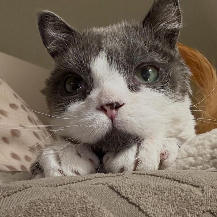 This Tiny Cat Living With A Rare Genetic Condition Was Rescued And Found His Loving Family