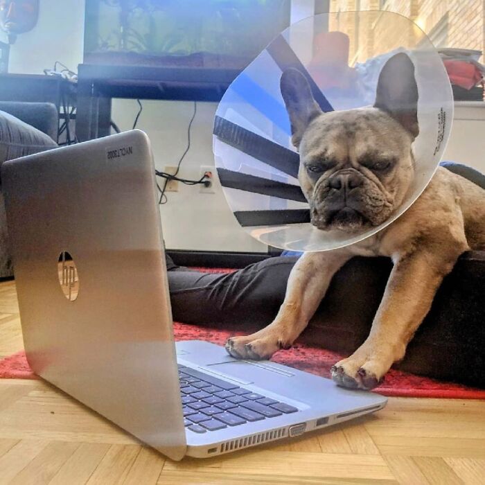 Dogs Working From Home Are Way More Productive (And Way Cuter) Than Us, And These Photos Prove It (51 Pics)