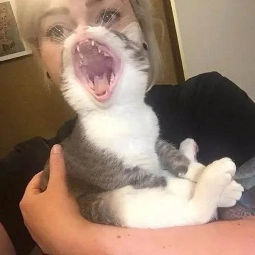 This Instagram Page Shares Random Cat Photos That Will Convince You To Get One (51 Pics)