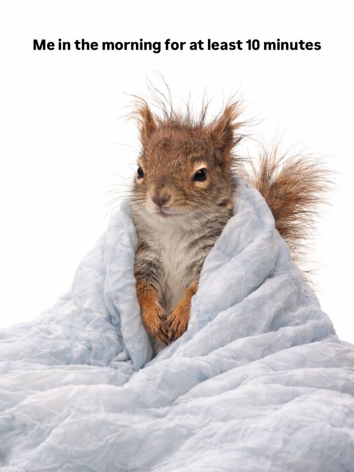 50 Animal Memes So Perfectly Timed They Feel Scripted (But They’re Not)