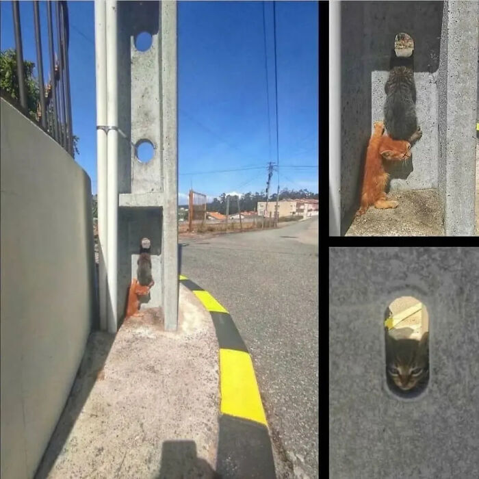 This Instagram Page Shares Random Cat Photos That Will Convince You To Get One (51 Pics)