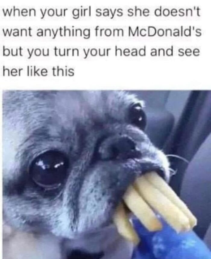 50 Animal Memes So Perfectly Timed They Feel Scripted (But They’re Not)