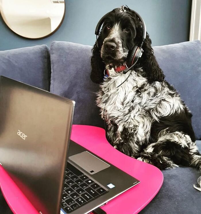 Dogs Working From Home Are Way More Productive (And Way Cuter) Than Us, And These Photos Prove It (51 Pics)