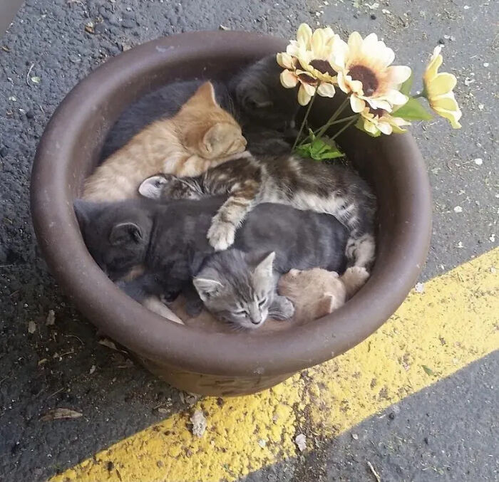 This Instagram Page Shares Random Cat Photos That Will Convince You To Get One (51 Pics)