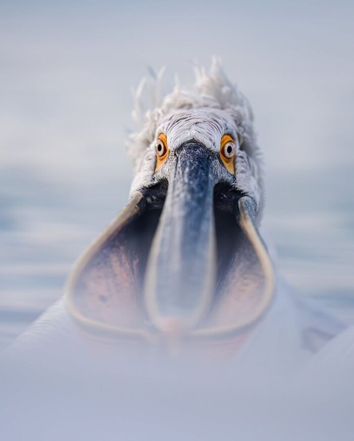 Stunning Wildlife Photography By Alexandra That Brings Us Closer To Nature (40 Pics)-Interview