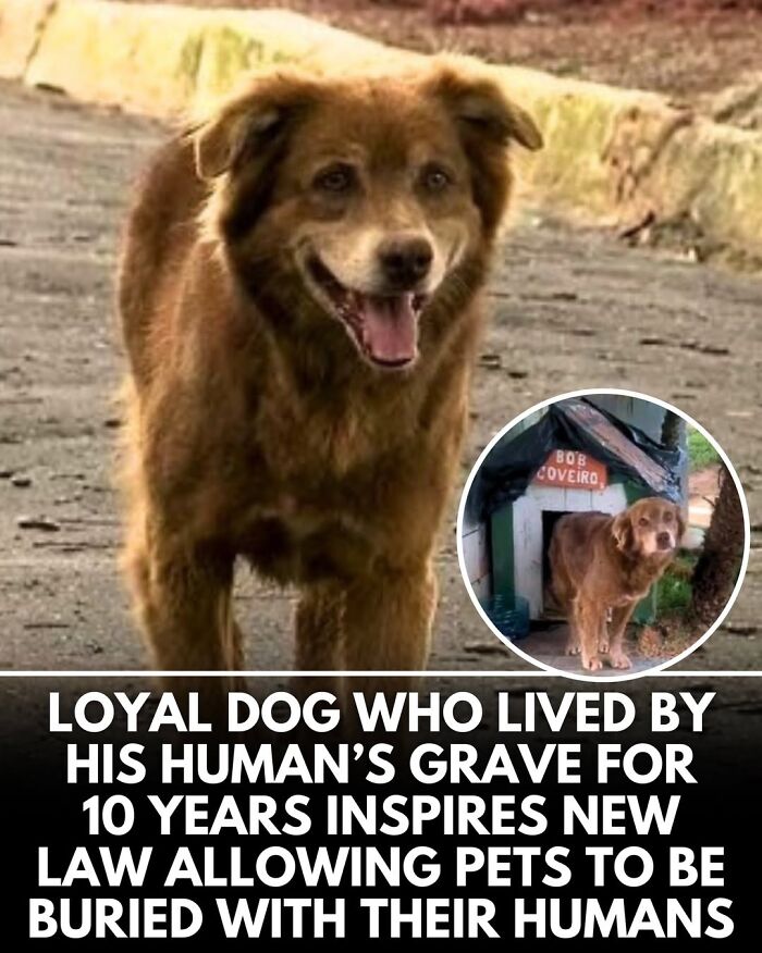 This Instagram Page Shares Incredible Dog Stories That Prove Dogs Truly Make The World A Better Place (50 Pics)