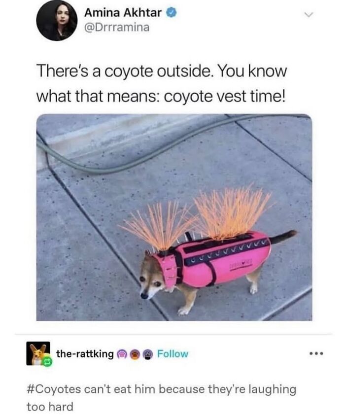 50 Animal Memes So Perfectly Timed They Feel Scripted (But They’re Not)