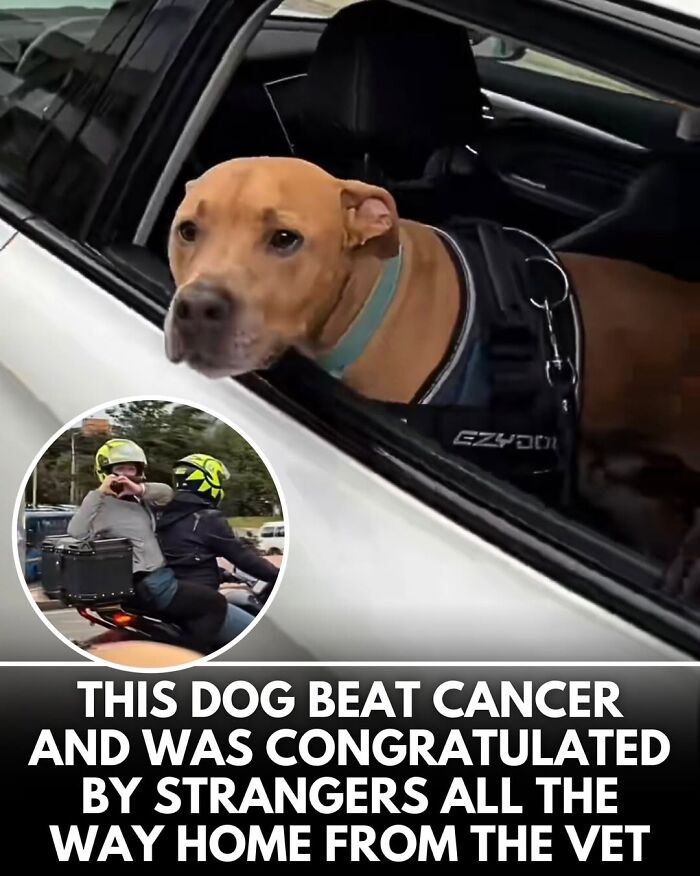 This Instagram Page Shares Incredible Dog Stories That Prove Dogs Truly Make The World A Better Place (50 Pics)