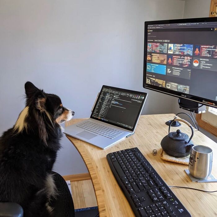 Dogs Working From Home Are Way More Productive (And Way Cuter) Than Us, And These Photos Prove It (51 Pics)