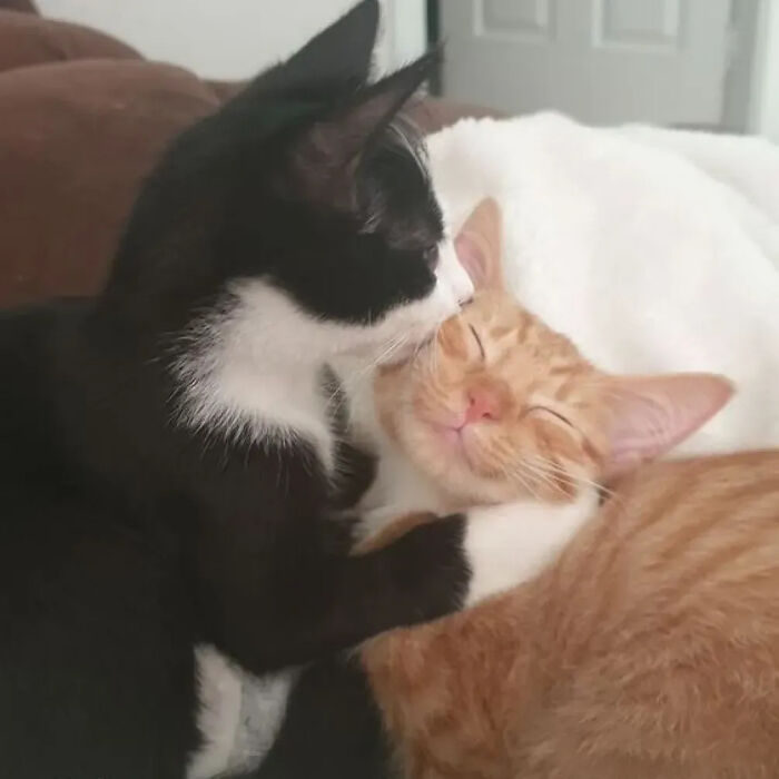 This Instagram Page Shares Random Cat Photos That Will Convince You To Get One (51 Pics)