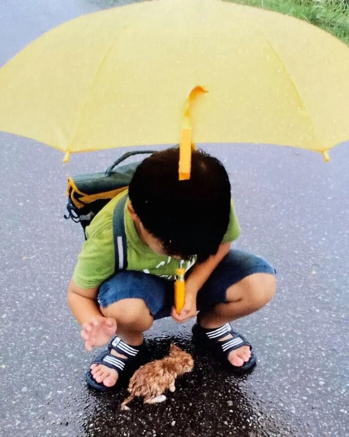 This Instagram Page Shares Random Cat Photos That Will Convince You To Get One (51 Pics)