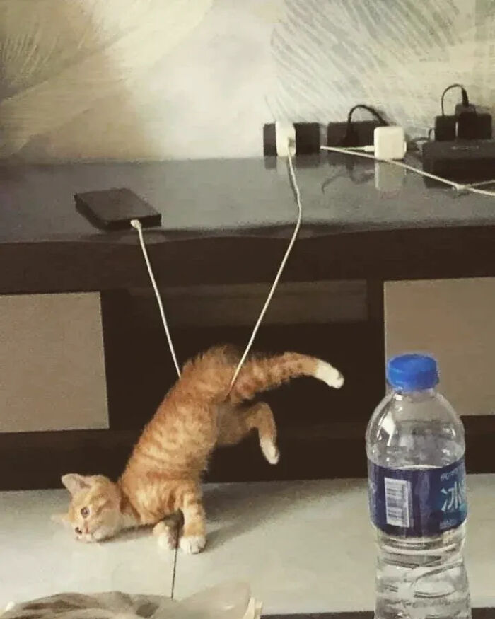 This Instagram Page Shares Random Cat Photos That Will Convince You To Get One (51 Pics)