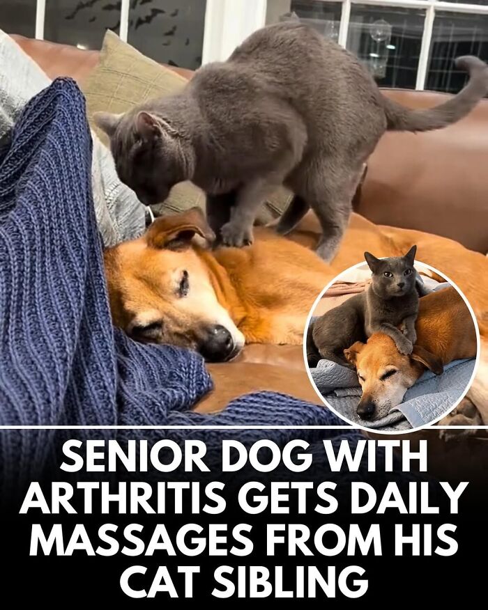 This Instagram Page Shares Incredible Dog Stories That Prove Dogs Truly Make The World A Better Place (50 Pics)