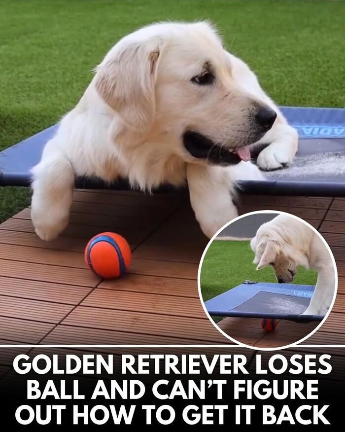 This Instagram Page Shares Incredible Dog Stories That Prove Dogs Truly Make The World A Better Place (50 Pics)