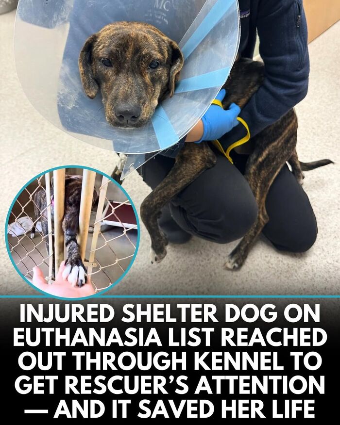 This Instagram Page Shares Incredible Dog Stories That Prove Dogs Truly Make The World A Better Place (50 Pics)