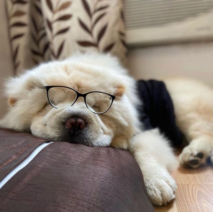 Dogs Working From Home Are Way More Productive (And Way Cuter) Than Us, And These Photos Prove It (51 Pics)