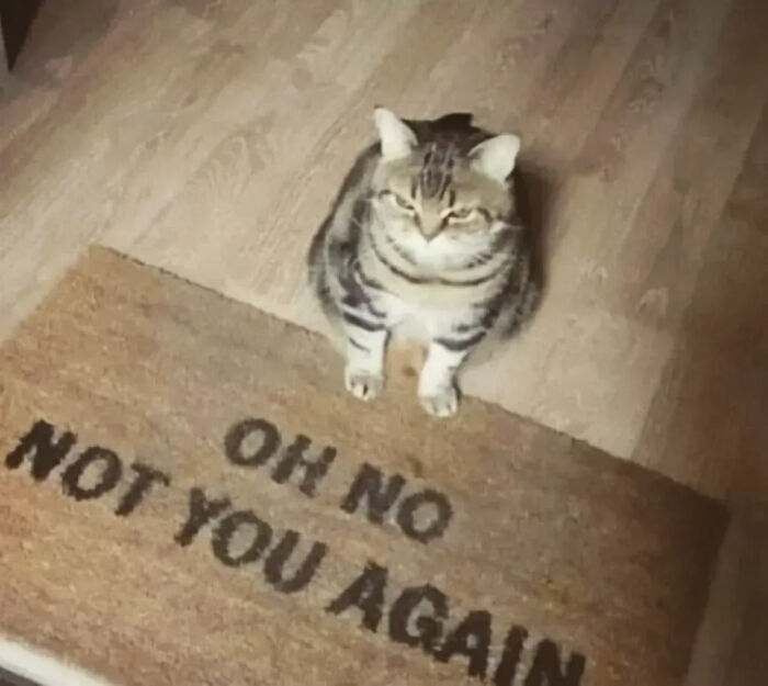 This Instagram Page Shares Random Cat Photos That Will Convince You To Get One (51 Pics)