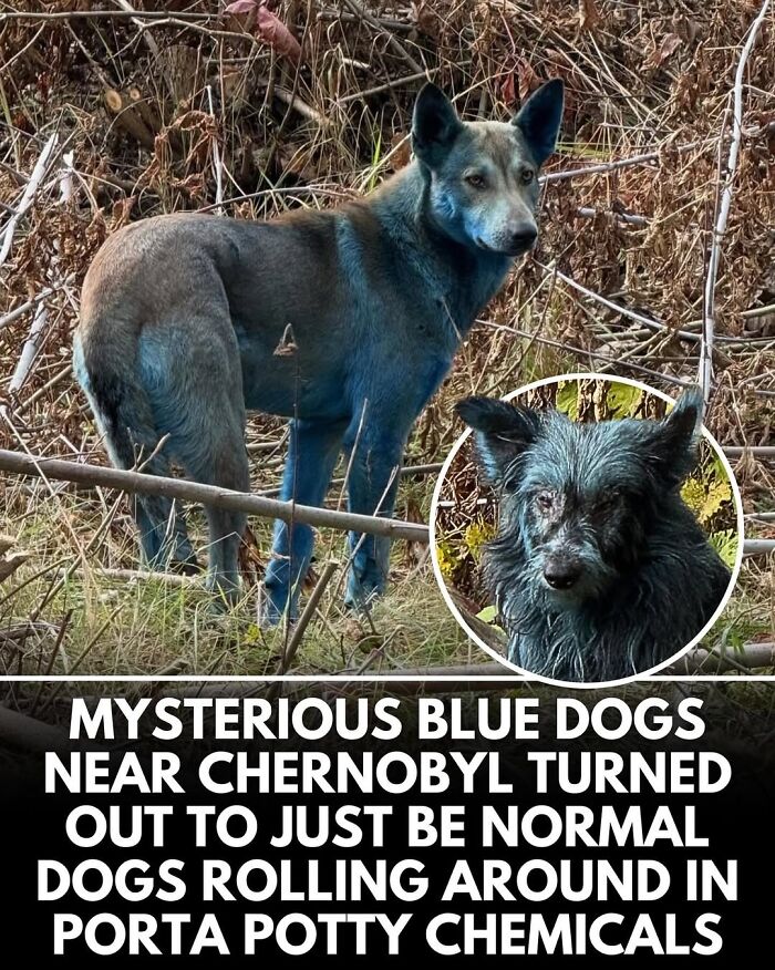 This Instagram Page Shares Incredible Dog Stories That Prove Dogs Truly Make The World A Better Place (50 Pics)