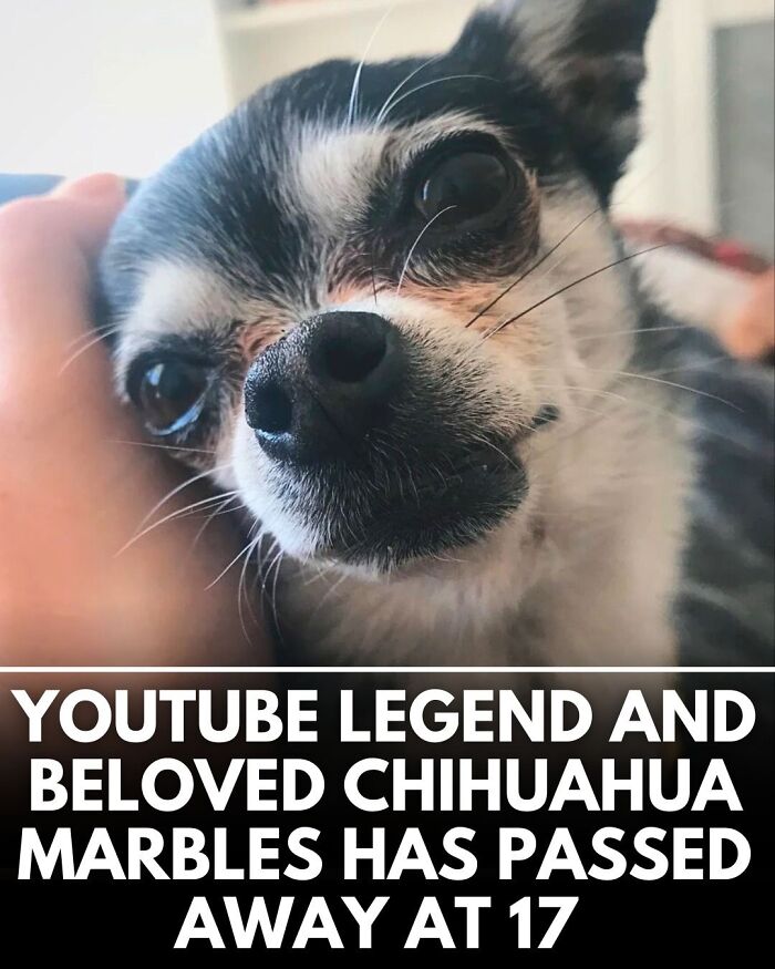 This Instagram Page Shares Incredible Dog Stories That Prove Dogs Truly Make The World A Better Place (50 Pics)