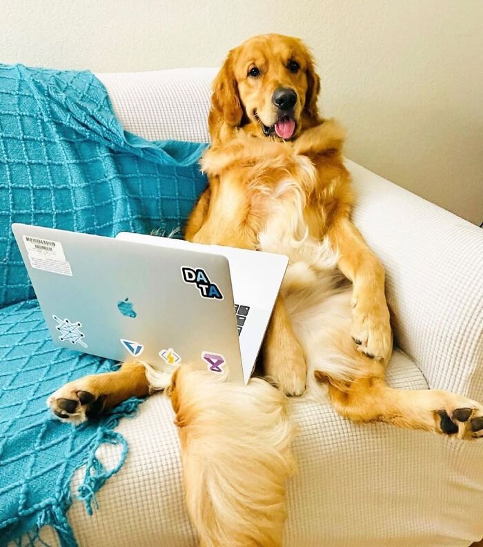 Dogs Working From Home Are Way More Productive (And Way Cuter) Than Us, And These Photos Prove It (51 Pics)