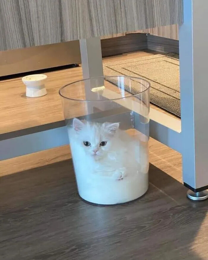 This Instagram Page Shares Random Cat Photos That Will Convince You To Get One (51 Pics)