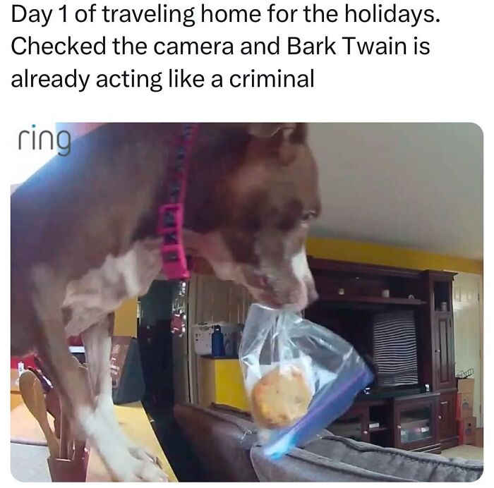 50 Animal Memes So Perfectly Timed They Feel Scripted (But They’re Not)