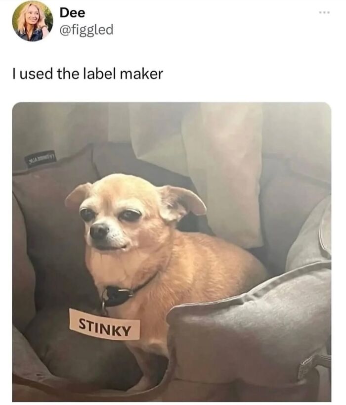 50 Animal Memes So Perfectly Timed They Feel Scripted (But They’re Not)