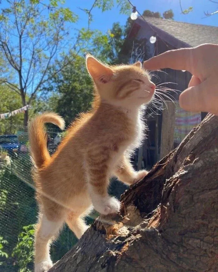 This Instagram Page Shares Random Cat Photos That Will Convince You To Get One (51 Pics)