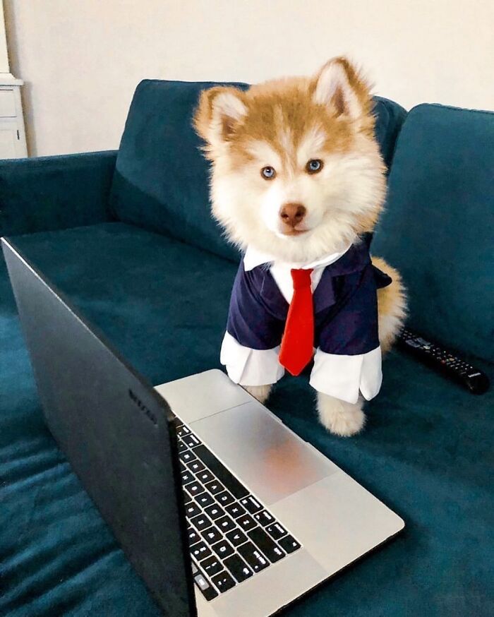 Dogs Working From Home Are Way More Productive (And Way Cuter) Than Us, And These Photos Prove It (51 Pics)