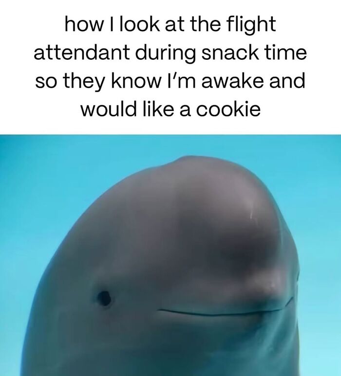 50 Animal Memes So Perfectly Timed They Feel Scripted (But They’re Not)